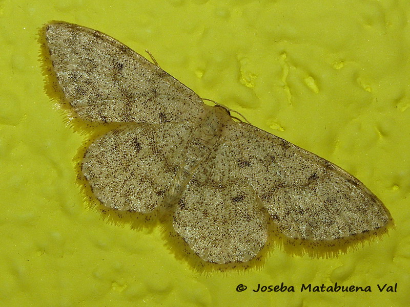 Geometridae da id - Idaea typicata